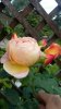 20170725_192641.jpg