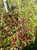 IMG-20170918-WA0003_1.jpg