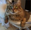 Fluffles.JPG