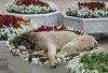 ^Hund_Blumenbeet.jpg