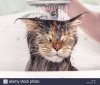 baignoire-de-chat-chaton-mouille-cat-lave-a-la-douche-p9015r.jpg