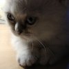 загруженное (2).jpg