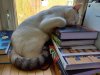 книжки.jpg