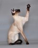 Siamese_cat_Vaillante.jpe