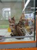 Котики-2.jpg