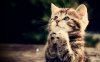 cat.jpg