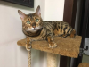 upload_2021-6-30_9-4-31.png