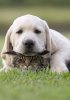 1537988667_cat-dog.jpg