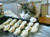 1644899869_22-fikiwiki-com-p-smeshnie-kartinki-pro-pelmeni-28.jpg
