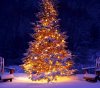 winter-holiday-snow-forest.jpg