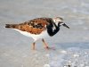 Arenaria_interpres_(habitus).jpg
