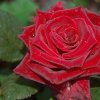 odna_roza_1-300x300.jpg