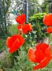 20180619_110751-1382x1843-691x922.jpg