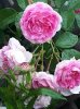 20180704_192429-1382x1843.jpg
