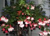 fuchsia.jpg