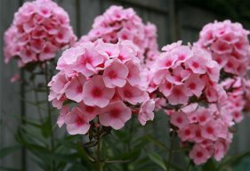 Flox
