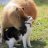 Capybara