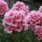 Flox