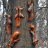 Squirrelss