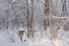 DSC_2203.jpg