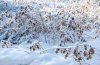 DSC_2242.jpg