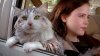 that-darn-cat.jpg