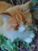 Lenovo_A1000_IMG_20180829_131950.jpg