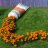 tagetes